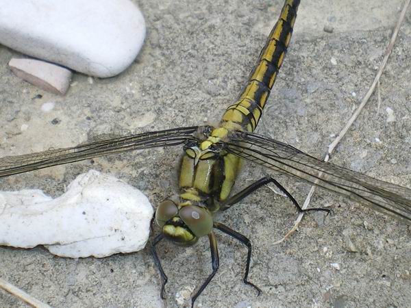 Orthetrum cancellatum